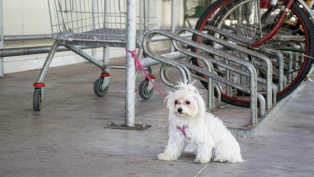 dog tied outside store