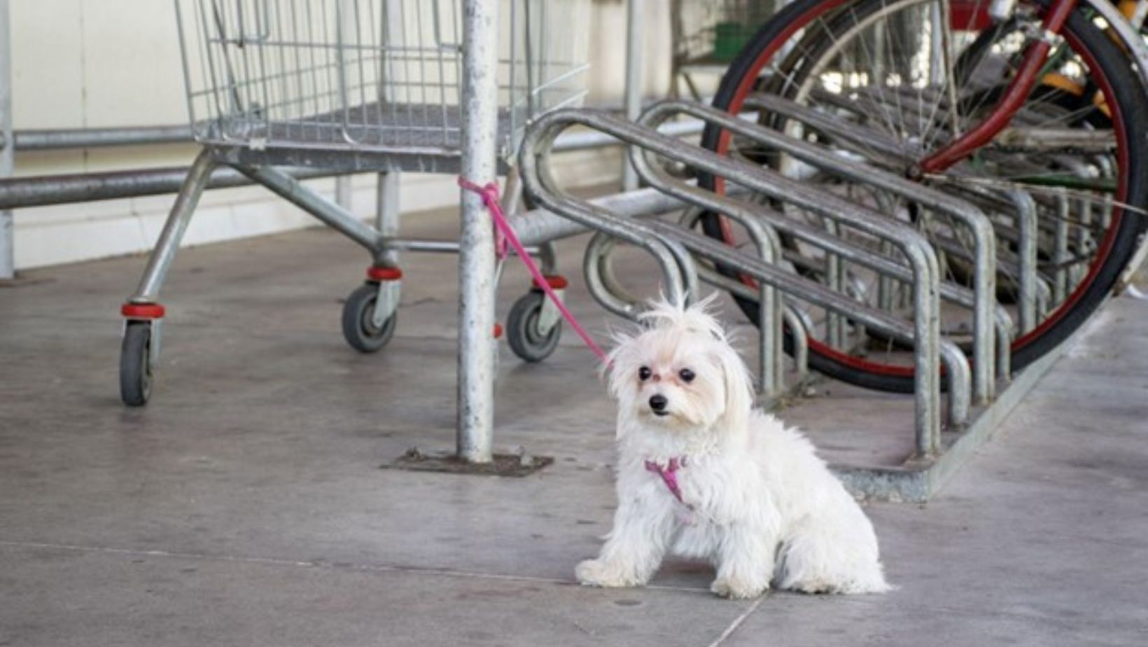 dog tied outside store